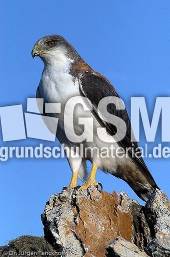 Rotrückenbussard (17 von 19).jpg